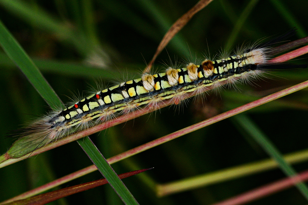 Psalis africana