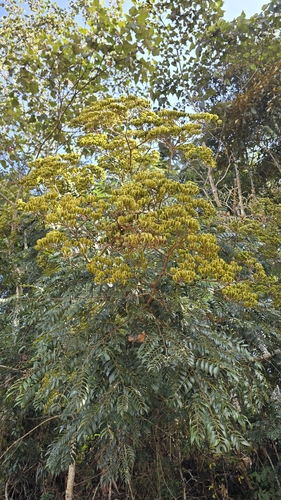 Dictyoloma vandellianum, 2026-07-09