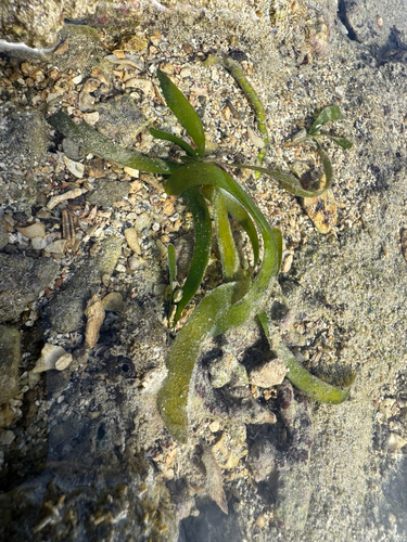 Thalassia hemprichii observed 2026-07-11