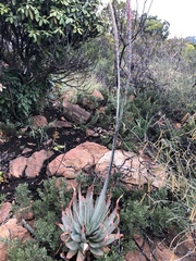 Aloe pretoriensis