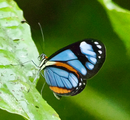 Ithomia jucunda