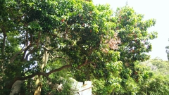 Elaeocarpus serratus