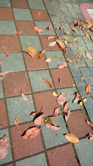 Elaeocarpus serratus