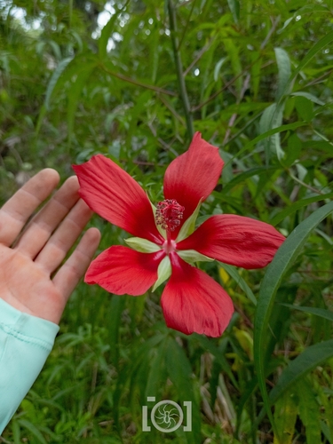 Hibiscus coccineus