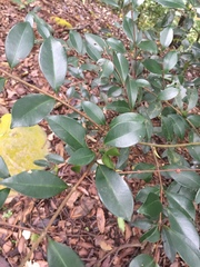 Syzygium elliptifolium