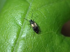 Anaspis fasciata