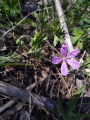Geranium asphodeloides