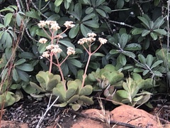 Crassula swaziensis