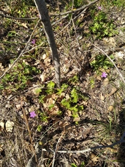 Geranium asphodeloides
