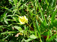 Oenothera triloba