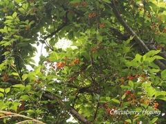 Schisandra arisanensis