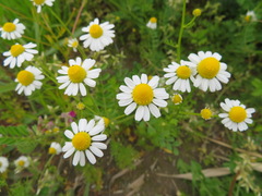 Matricaria chamomilla
