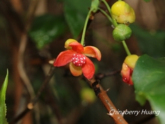 Schisandra arisanensis