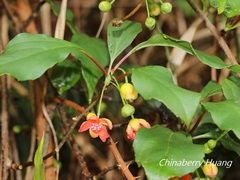 Schisandra arisanensis