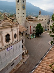 Columba livia domestica