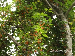 Schisandra arisanensis