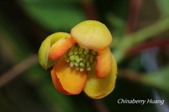 Schisandra arisanensis