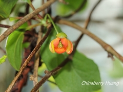 Schisandra arisanensis
