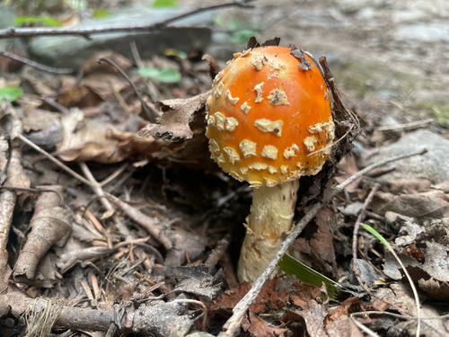 Fly Agaric