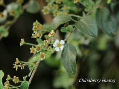 Spiraea prunifolia pseudoprunifolia
