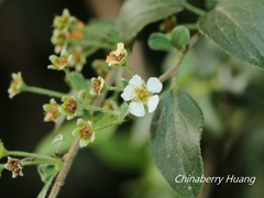 Spiraea prunifolia pseudoprunifolia