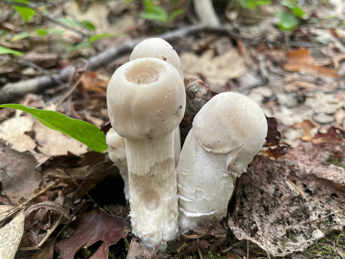 Amanita Mold