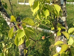 Prunus armeniaca