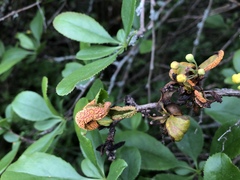 Puccinia graminis
