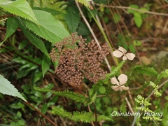Hydrangea aspera