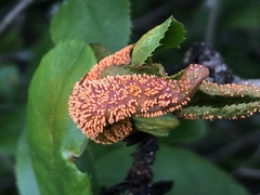 Puccinia graminis