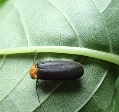 Abscondita cerata