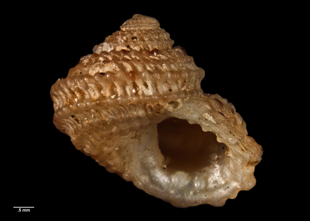 Toothed Top Shells