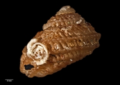 Herpetopoma larochei