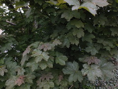 Acer pseudoplatanus