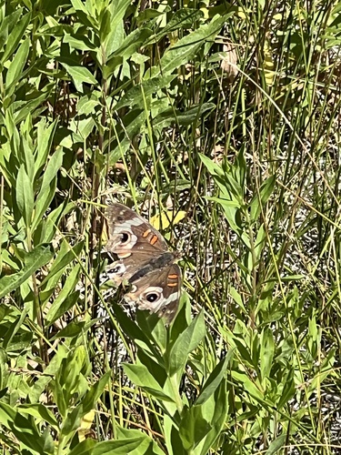 iNaturalist observation photo of Gray Buckeye