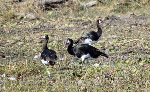 iNaturalist image
