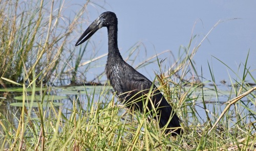iNaturalist image