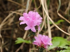 Rhododendron noriakianum