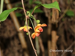 Schisandra arisanensis