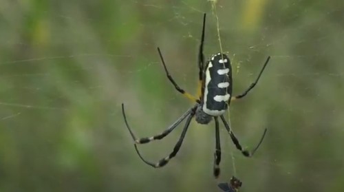 banded-legged golden orb-web spider