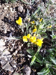 Genista albida