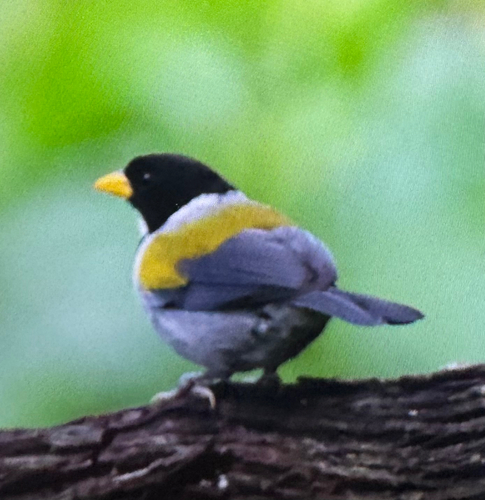 Golden-winged Sparrow (Arremon schlegeli)
