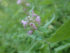 Stachys rigida, photograph author not stated, no rights reserved