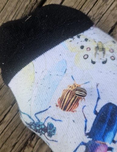 False Potato Beetle photo 4