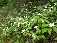 Anemonoides trifolia