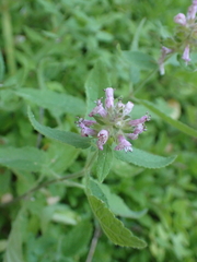 Stachys rigida, photograph author not stated, no rights reserved