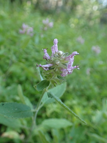 Stachys rigida, photograph 4