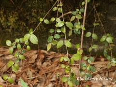 Viburnum parvifolium