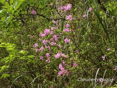 Rhododendron noriakianum