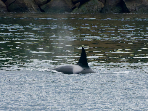 Sighting photo